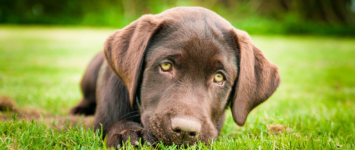 Hond