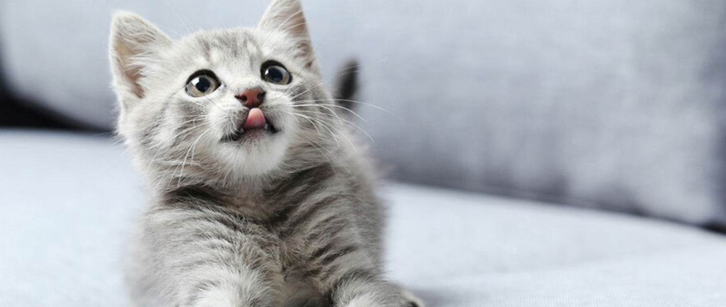 Katten
