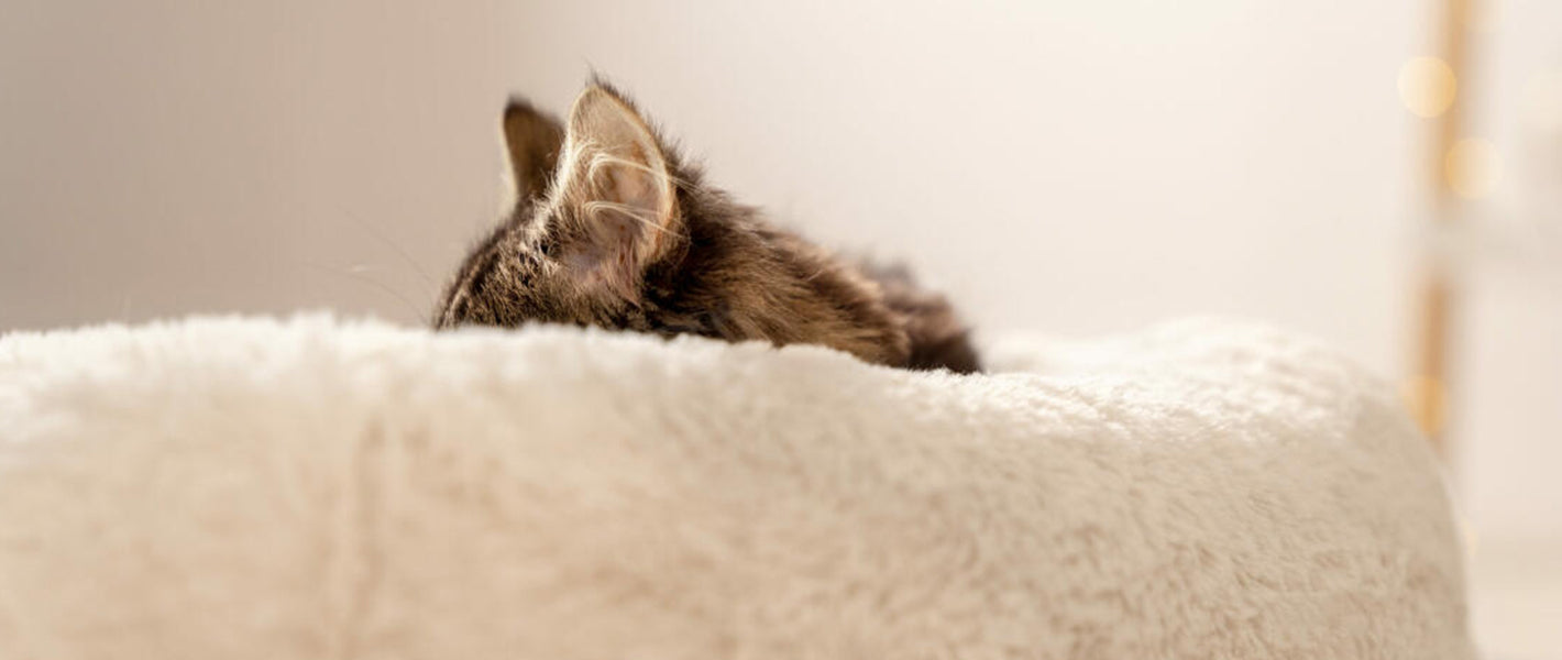 Kattenkussens